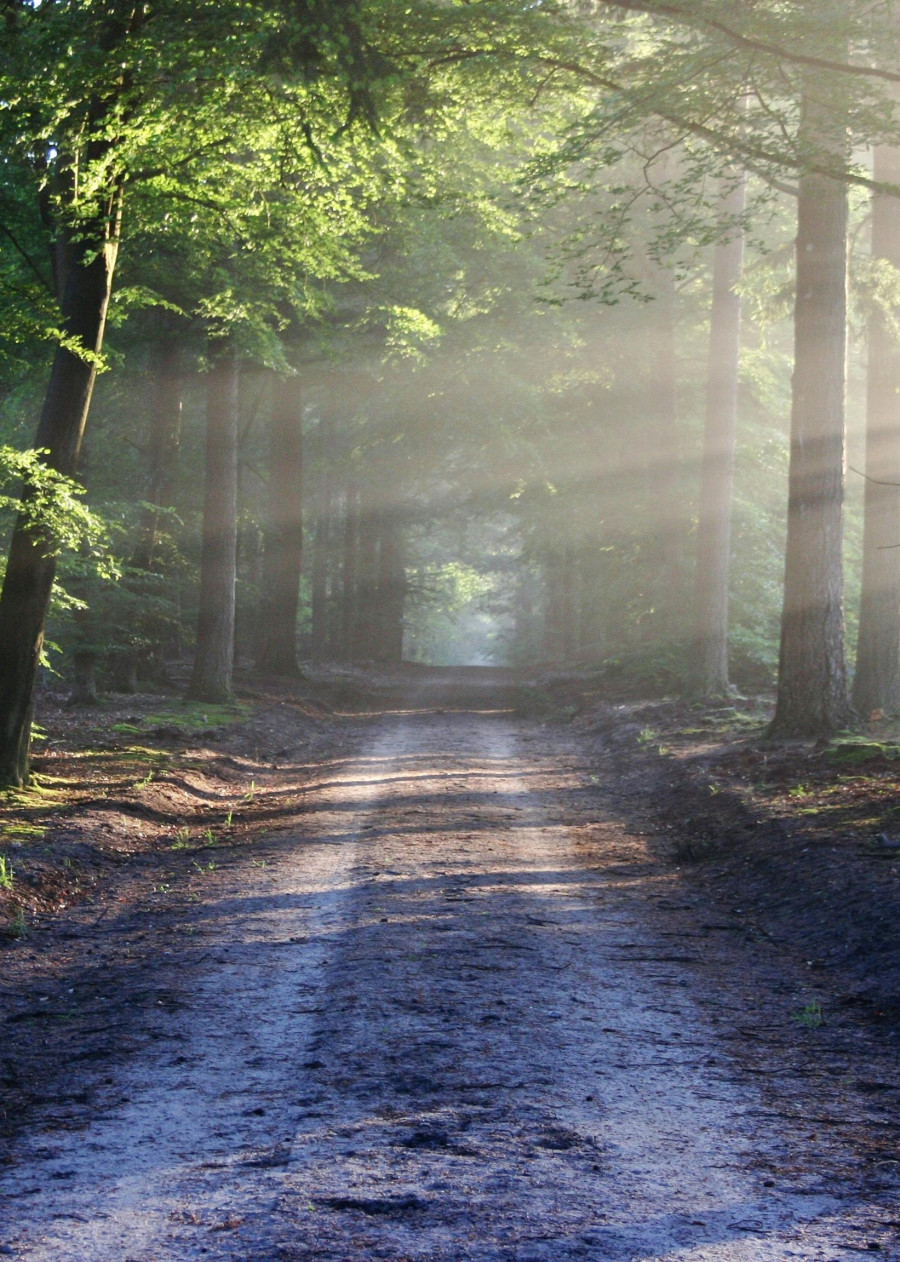 Breiter Waldweg mit grünen Baumkronen links im Morgenlicht, Sonnenstrahlen scheinen von rechts ins Bild und lassen das Grün der Blätter leuchten