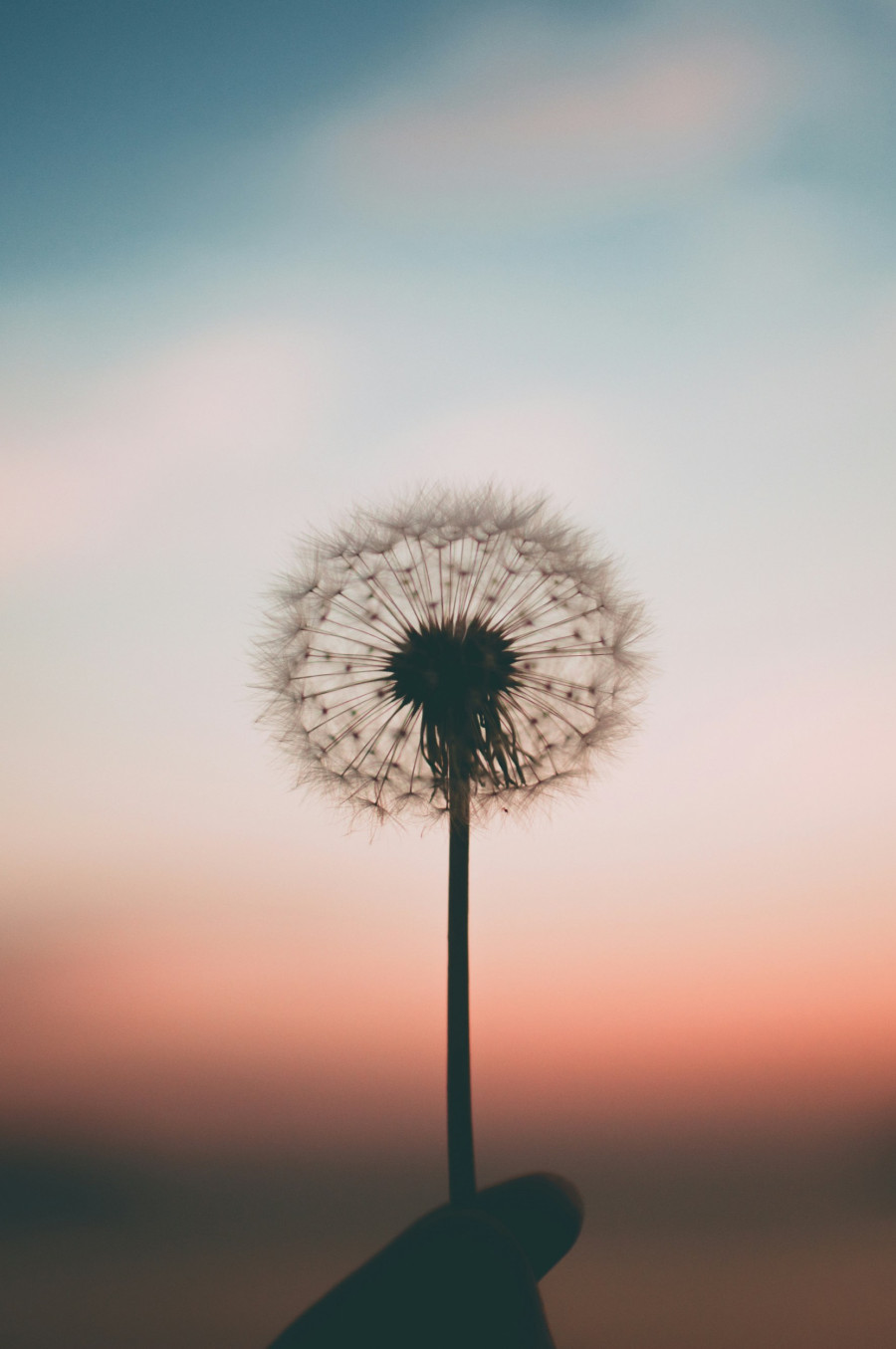 Von einer Hand gehaltene Pusteblume vor einem Hintergrund mit Farbverlauf der Dämmerung, von oben nach unten blau, weiß, rötlich, schwarz